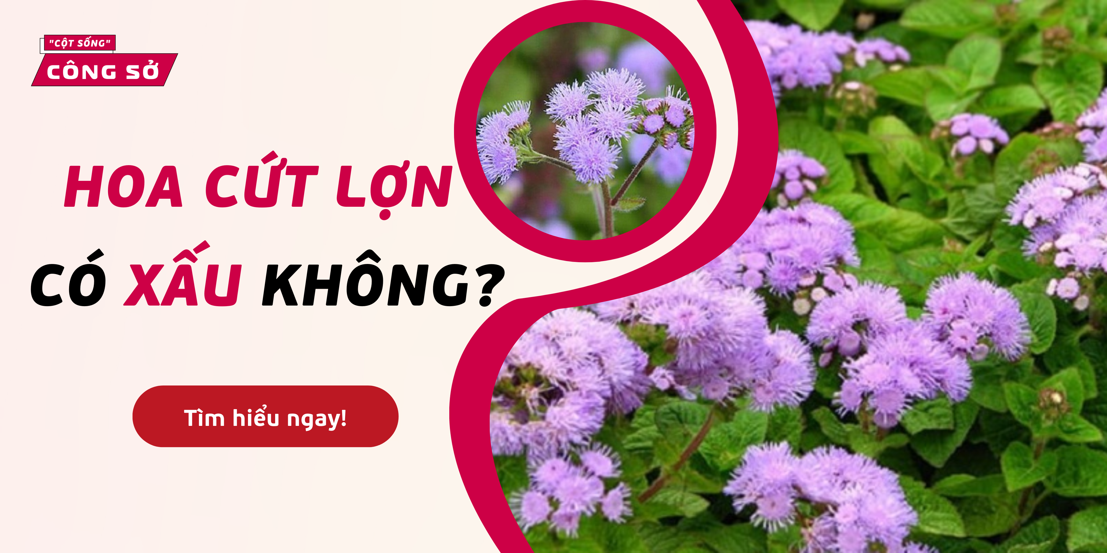 Hoa cứt lợn có xấu không?